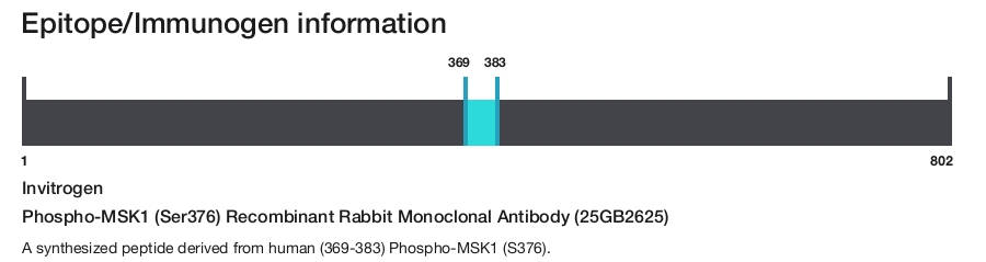 Phospho-MSK1 (Ser376) Recombinant Rabbit Monoclonal Antibody (25GB2625)
