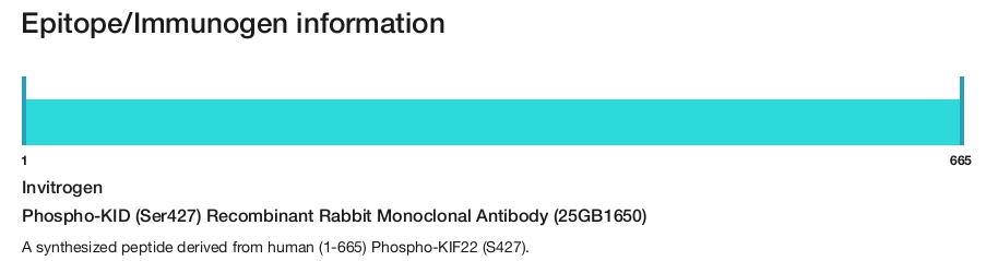 Phospho-KID (Ser427) Recombinant Rabbit Monoclonal Antibody (25GB1650)