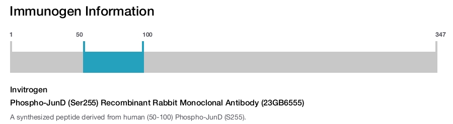 Phospho-JunD (Ser255) Recombinant Rabbit Monoclonal Antibody (23GB6555)