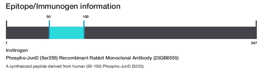 Phospho-JunD (Ser255) Recombinant Rabbit Monoclonal Antibody (23GB6555)