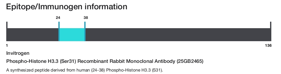 Phospho-Histone H3.3 (Ser31) Recombinant Rabbit Monoclonal Antibody (25GB2465)