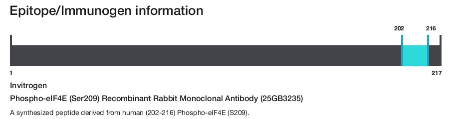 Phospho-eIF4E (Ser209) Recombinant Rabbit Monoclonal Antibody (25GB3235)