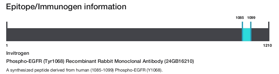 Phospho-EGFR (Tyr1068) Recombinant Rabbit Monoclonal Antibody (24GB16210)