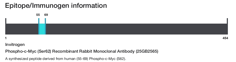 Phospho-c-Myc (Ser62) Recombinant Rabbit Monoclonal Antibody (25GB2565)