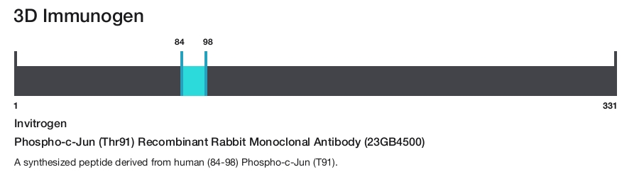 Phospho-c-Jun (Thr91) Recombinant Rabbit Monoclonal Antibody (23GB4500)
