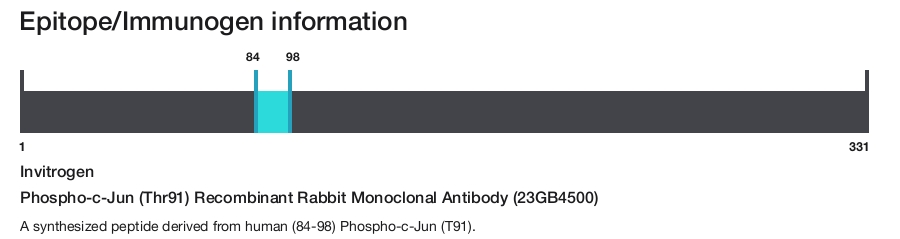 Phospho-c-Jun (Thr91) Recombinant Rabbit Monoclonal Antibody (23GB4500)