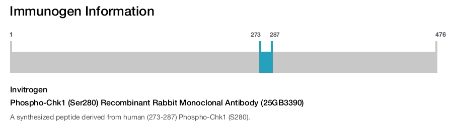 Phospho-Chk1 (Ser280) Recombinant Rabbit Monoclonal Antibody (25GB3390)