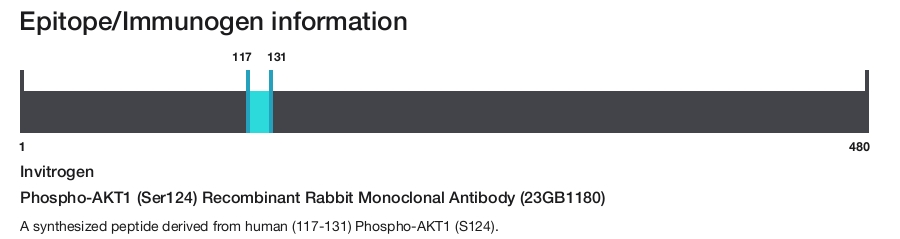 Phospho-AKT1 (Ser124) Recombinant Rabbit Monoclonal Antibody (23GB1180)