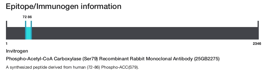 Phospho-Acetyl-CoA Carboxylase (Ser79) Recombinant Rabbit Monoclonal Antibody (25GB2275)
