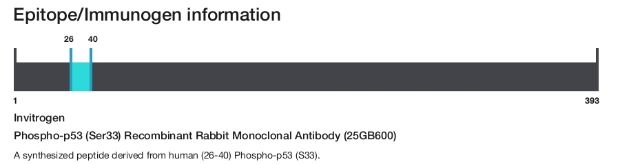 Phospho-p53 (Ser33) Recombinant Rabbit Monoclonal Antibody (25GB600)