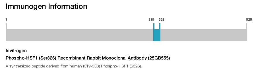 Phospho-HSF1 (Ser326) Recombinant Rabbit Monoclonal Antibody (25GB555)