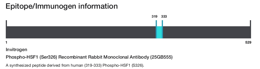 Phospho-HSF1 (Ser326) Recombinant Rabbit Monoclonal Antibody (25GB555)