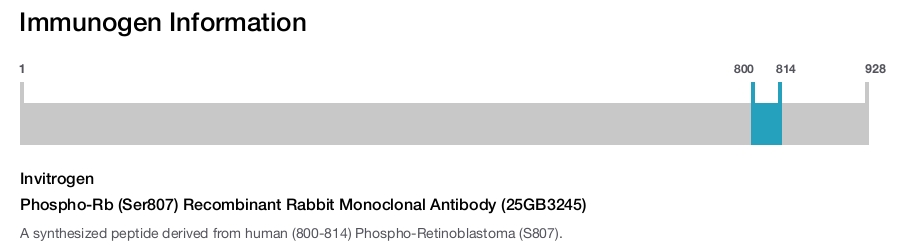 Phospho-Rb (Ser807) Recombinant Rabbit Monoclonal Antibody (25GB3245)