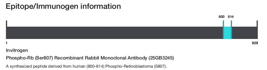 Phospho-Rb (Ser807) Recombinant Rabbit Monoclonal Antibody (25GB3245)
