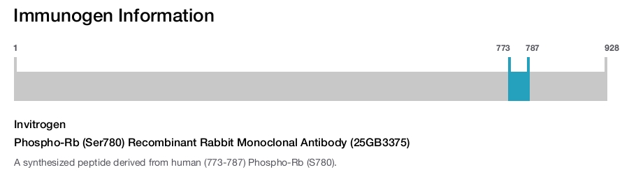 Phospho-Rb (Ser780) Recombinant Rabbit Monoclonal Antibody (25GB3375)