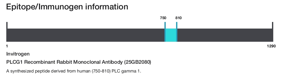PLCG1 Recombinant Rabbit Monoclonal Antibody (25GB2080)