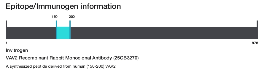VAV2 Recombinant Rabbit Monoclonal Antibody (25GB3270)