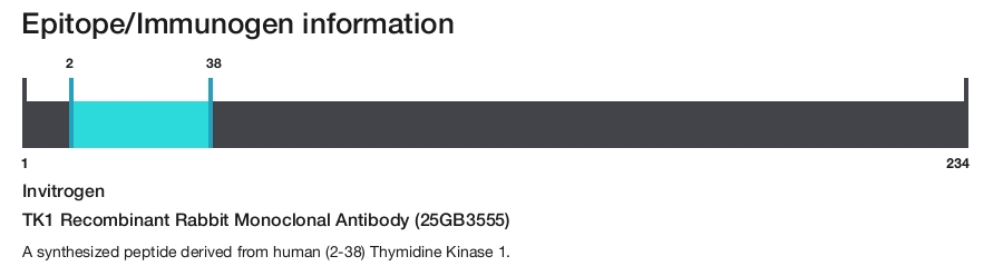 TK1 Recombinant Rabbit Monoclonal Antibody (25GB3555)