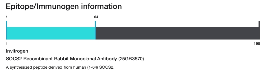 SOCS2 Recombinant Rabbit Monoclonal Antibody (25GB3570)
