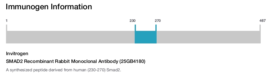 SMAD2 Recombinant Rabbit Monoclonal Antibody (25GB4180)