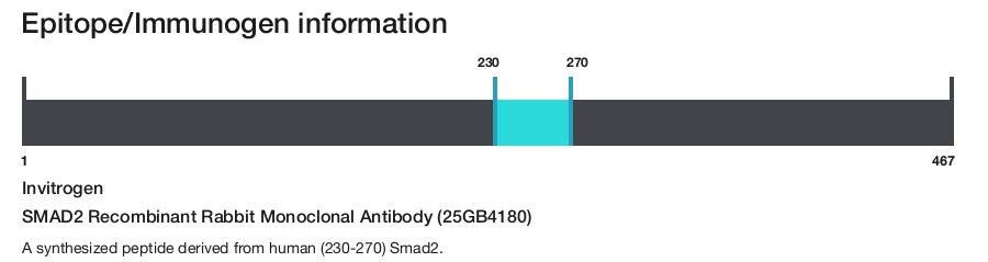 SMAD2 Recombinant Rabbit Monoclonal Antibody (25GB4180)