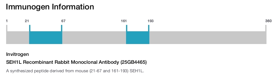 SEH1L Recombinant Rabbit Monoclonal Antibody (25GB4465)