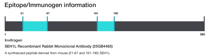 SEH1L Recombinant Rabbit Monoclonal Antibody (25GB4465)