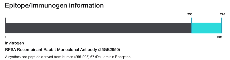 RPSA Recombinant Rabbit Monoclonal Antibody (25GB2950)