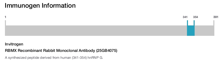 RBMX Recombinant Rabbit Monoclonal Antibody (25GB4075)