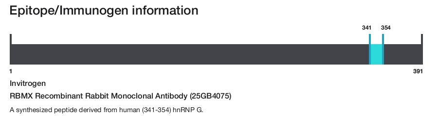RBMX Recombinant Rabbit Monoclonal Antibody (25GB4075)