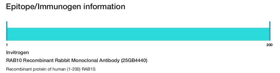 RAB10 Recombinant Rabbit Monoclonal Antibody (25GB4440)