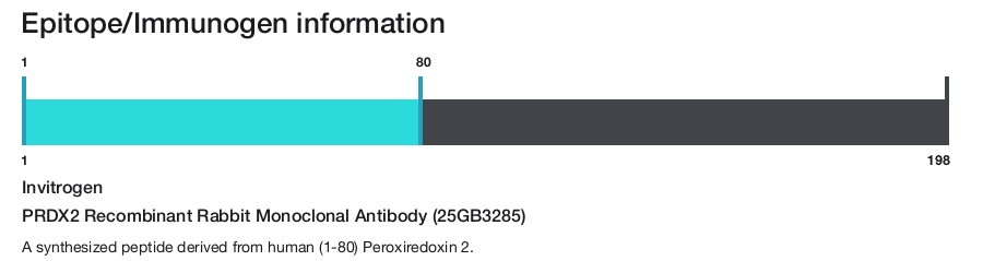 PRDX2 Recombinant Rabbit Monoclonal Antibody (25GB3285)