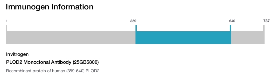 PLOD2 Monoclonal Antibody (25GB5800)