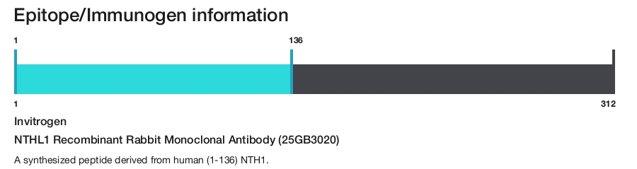 NTHL1 Recombinant Rabbit Monoclonal Antibody (25GB3020)