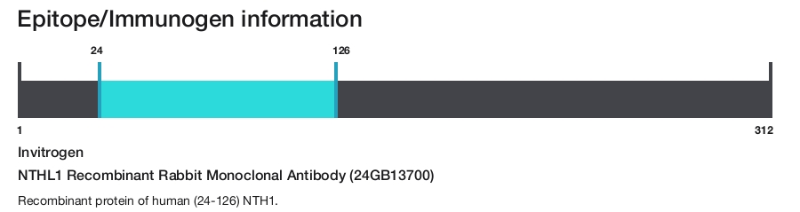 NTHL1 Recombinant Rabbit Monoclonal Antibody (24GB13700)