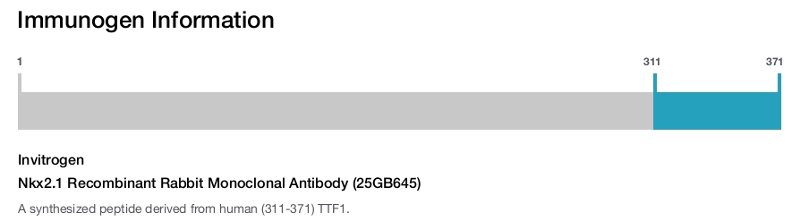 Nkx2.1 Recombinant Rabbit Monoclonal Antibody (25GB645)
