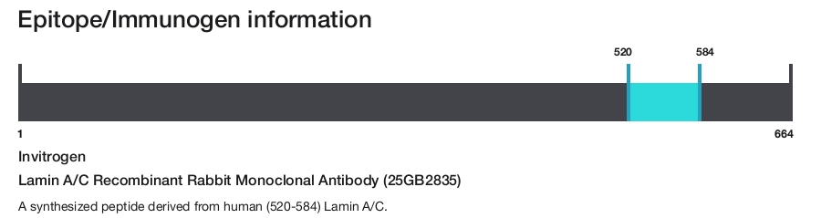 Lamin A/C Recombinant Rabbit Monoclonal Antibody (25GB2835)