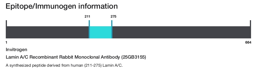 Lamin A/C Recombinant Rabbit Monoclonal Antibody (25GB3155)