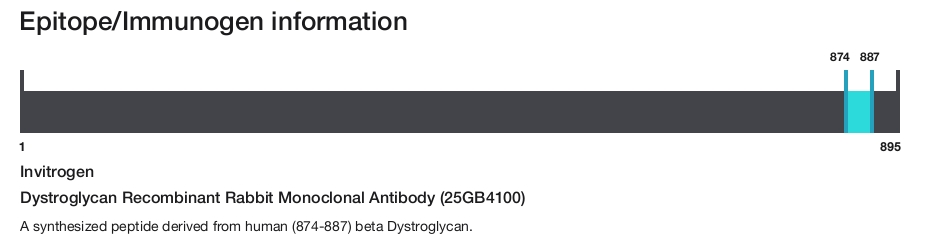 Dystroglycan Recombinant Rabbit Monoclonal Antibody (25GB4100)