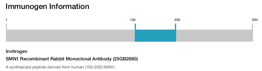 SMN1 Recombinant Rabbit Monoclonal Antibody (25GB2680)