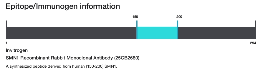 SMN1 Recombinant Rabbit Monoclonal Antibody (25GB2680)