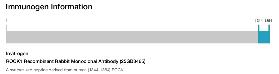 ROCK1 Recombinant Rabbit Monoclonal Antibody (25GB3465)