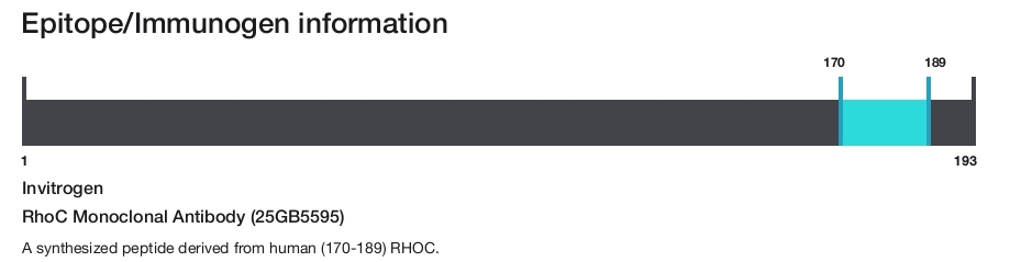 RhoC Monoclonal Antibody (25GB5595)
