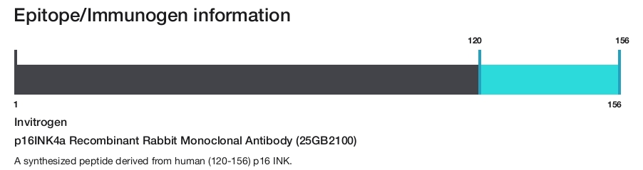 p16INK4a Recombinant Rabbit Monoclonal Antibody (25GB2100)