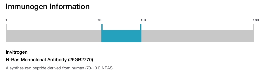 N-Ras Monoclonal Antibody (25GB2770)