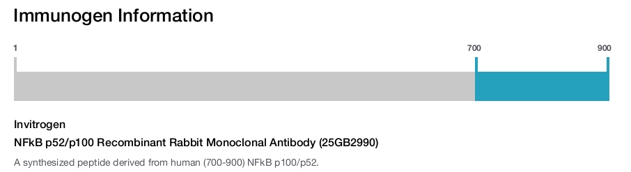NFkB p52/p100 Recombinant Rabbit Monoclonal Antibody (25GB2990)