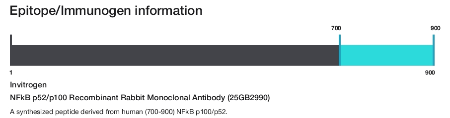 NFkB p52/p100 Recombinant Rabbit Monoclonal Antibody (25GB2990)