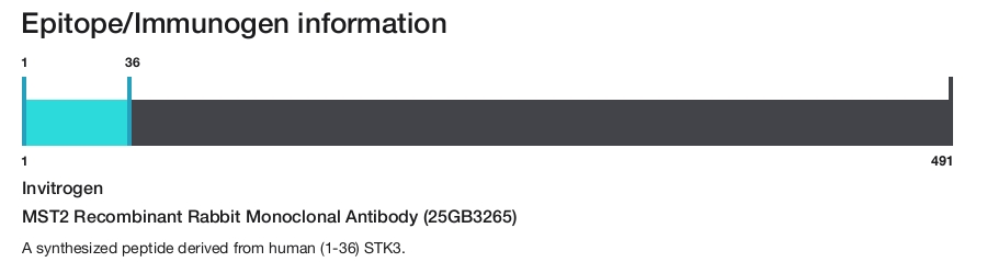 MST2 Recombinant Rabbit Monoclonal Antibody (25GB3265)