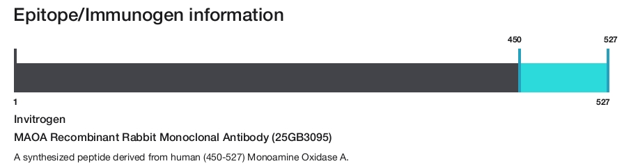 MAOA Recombinant Rabbit Monoclonal Antibody (25GB3095)