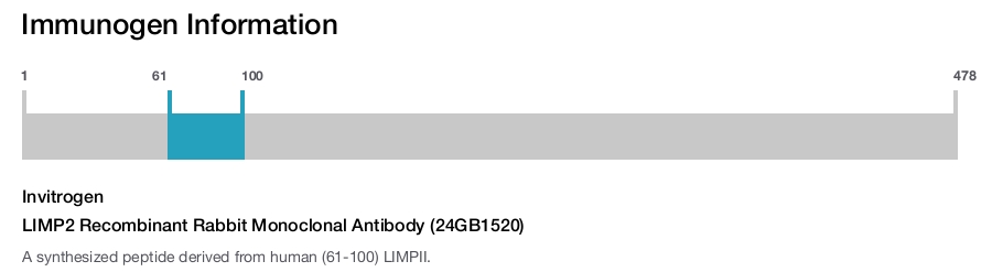 LIMP2 Recombinant Rabbit Monoclonal Antibody (24GB1520)